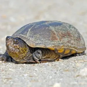 Eastern Mud Turtle (Kinosternon subrubrum) crossing dirt road