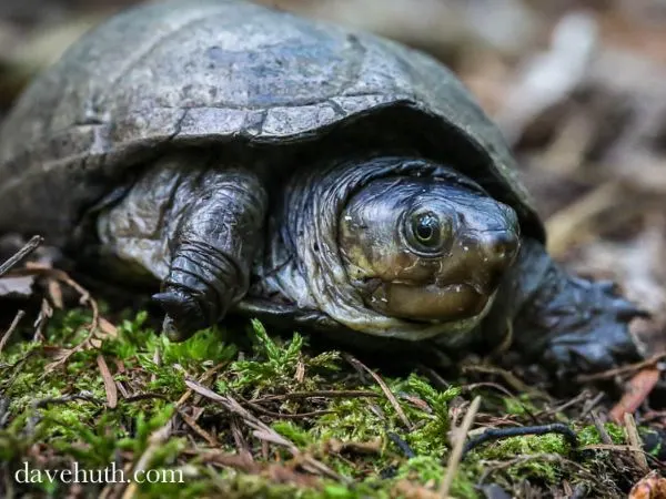 Eastern Mud Turtle (Kinosternon subrubrum) in Francis Marion National Forest, I'On Swamp Trail, South Carolina by Dave Huth