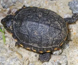 Eastern Mud turtle in Illinois (Kinosternon Subrubrum)