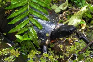 Eastern River Cooter (Pseudemys Concinna Concinna)