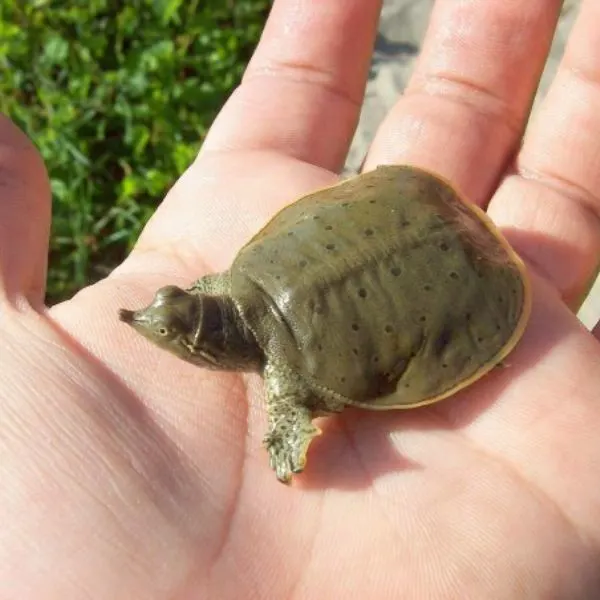 Eastern Spiny Softshell (Apalone spinifera ssp. spinifera) baby on someone's hand at Lake Erie, Ontario, Canada