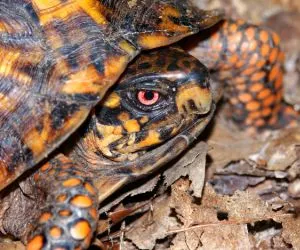Eastern box turtle in Southern Illinois