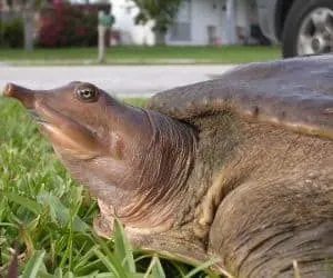 Eastern_Spiny_Softshell_Turtle