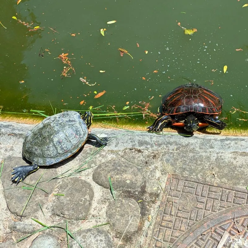 European Pond Turtle and Painted Turtle in pond in Geneva Switzerland