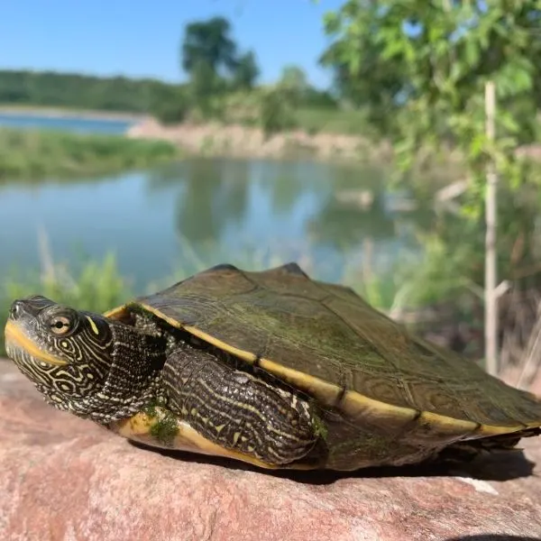 False Map Turtle (Graptemys pseudogeographica) on a rock in front of a lake near Lewis and Clark National Historic Trail, South Dakota, USA