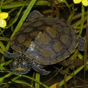 False map turtle in Illinois (Graptemys pseudogeographica)