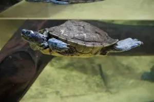 False map turtle swimming in tank