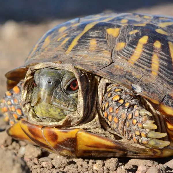 Female Ornate box turtle with yellow eyes retracted in shell partially by Andrew DuBois