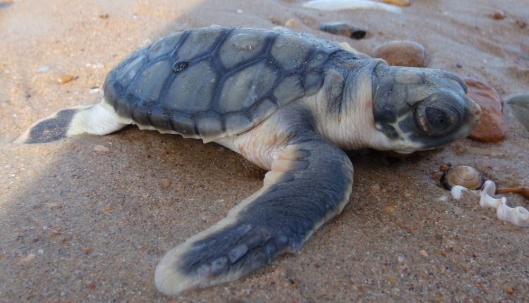 Flatback sea turtle hatchling