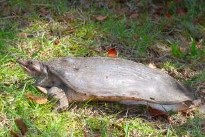 Florida Softshell Turtle (Apalone ferox) on the grass