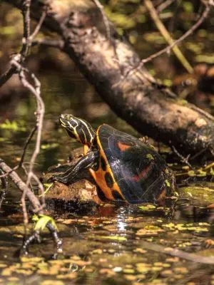 Florida red bellied turtle (Pseudemys nelsoni)