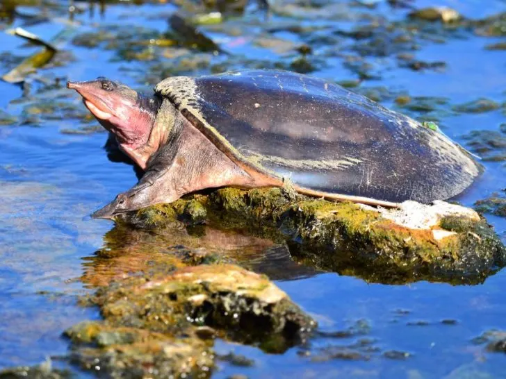 Do Florida softshell turtles bite
