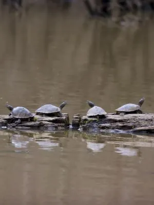 Four Mississippi Map Turtles basking on log in (graptemys pseudogeographica kohnii)
