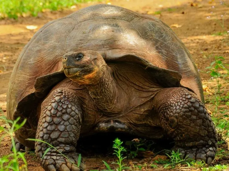 Galapagos Tortoise Facts