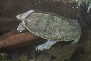 Giant asian pond turtle
