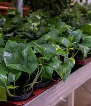 Golden Pothos also known as Devils Ivy