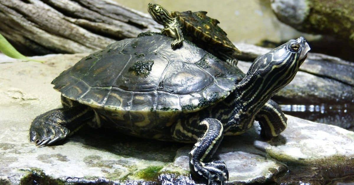 Graptemys barbouri (Barbours Map Turtle)