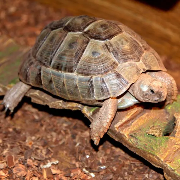 Greek Tortoise (Testudo graeca) by Jim the Photographer