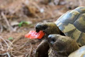 Greek tortoise eating watermelon next to other tortoise