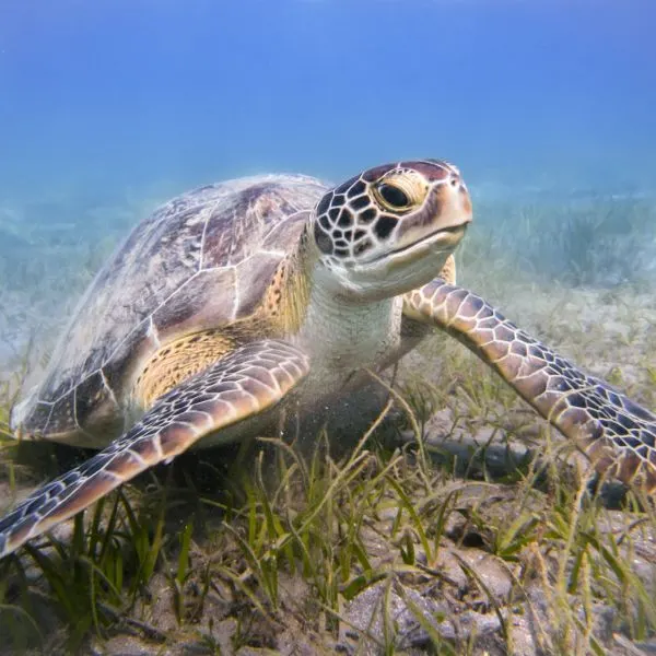 Green Sea Turtle sitting on some sea grass