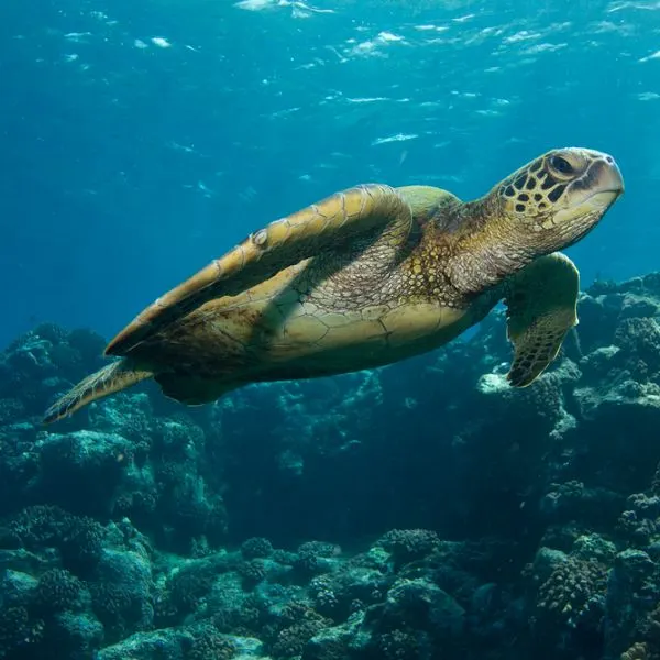 Green Sea Turtle swimming low by coral