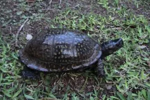Gulf Coast Box Turtle on grass (Terrapene_carolina_major)