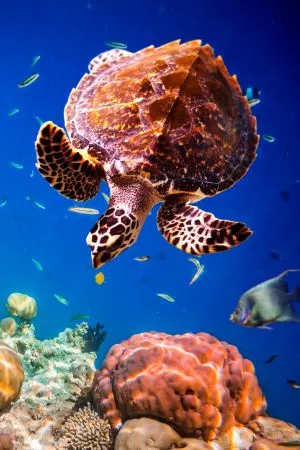 Hawksbill Sea Turtle swimming in ocean (eretmochelys imbricata)