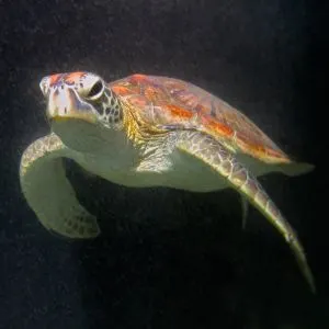 Hawsbill Sea turtle (Eretmochelys imbricata ) swimming deep in the ocean