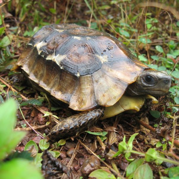 Home's Hinge-back Tortoise (Kinixys homeana) on the forest floor in Western, Ghana