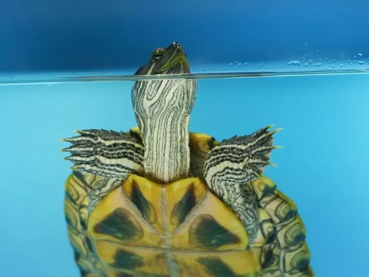 How Much Do Turtles Cost