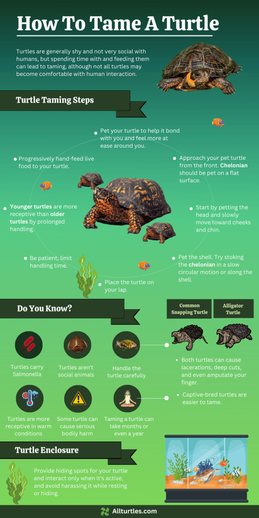 Infographic about taming a pet turtle