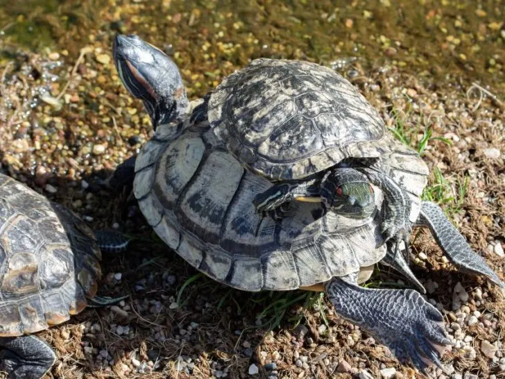 How To Tell The Gender Of A Turtle or Tortoise