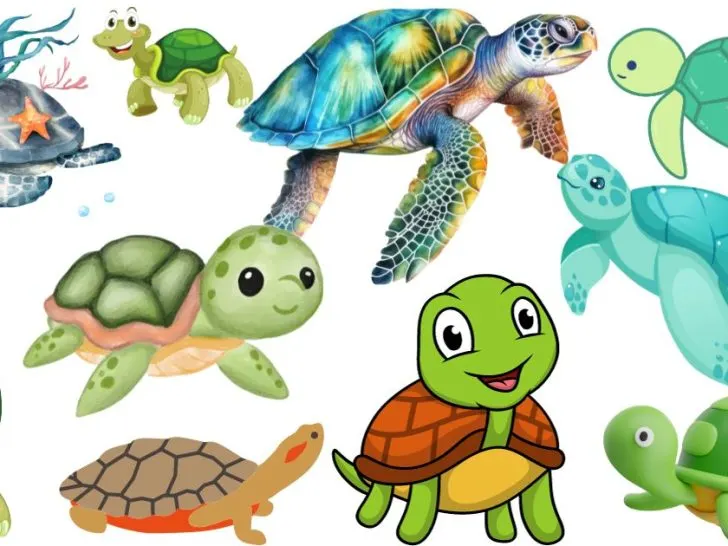 How to draw a turtle