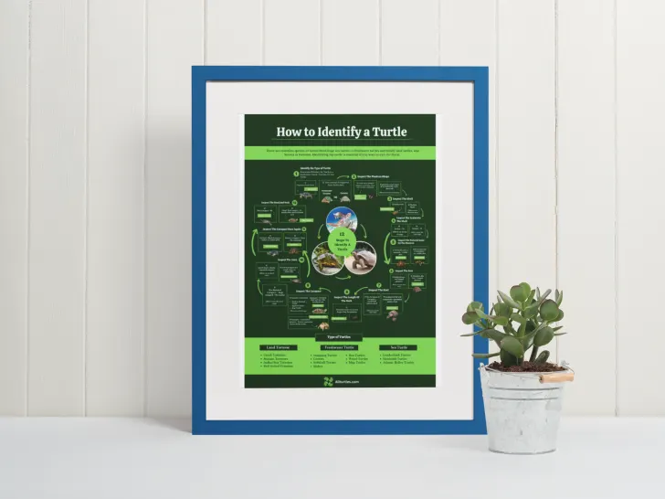 How to identify a turtle poster with plant