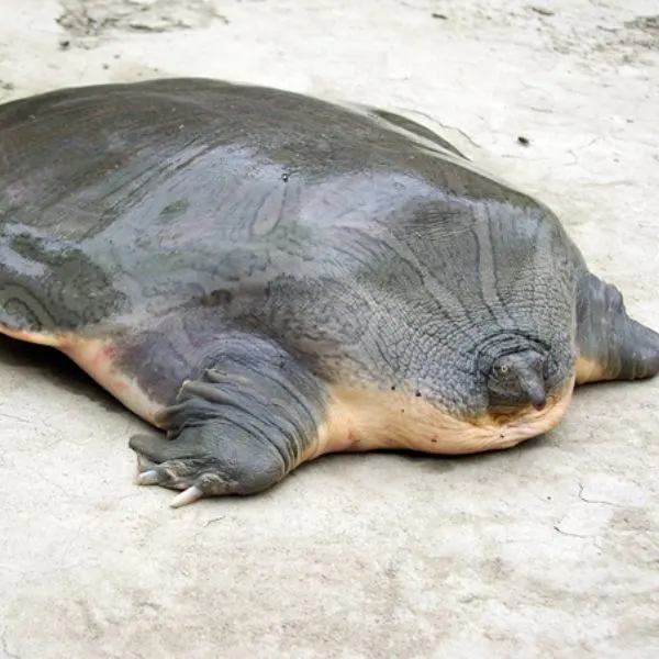 Indian Narrow-headed Softshell Turtle (Chitra indica) on a smooth concrete surface