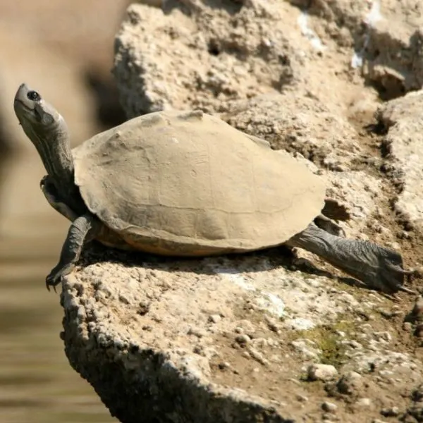 Indian Tent Turtle (Pangshura tentoria) perched on a rock at Rajasthan Madhya Pradesh, Rajasthan, India