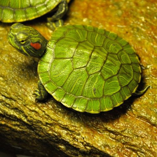 8 [Small Turtles That Stay Small as Pets] That Make Great Pets - All ...