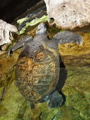 Kemp's-Ridley-Sea-Turtle