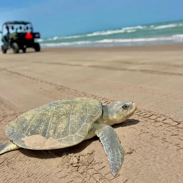 Kemp's Ridley Sea Turtle (Lepidochelys kempii) on the beach getting approached by a Jeep in Texas, USA