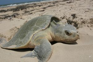 Kemps_Ridley_sea_turtle_nesting