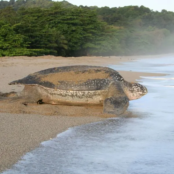 Leatherback Sea Turtle (Dermochelys coriacea) beached on the sand in Trinidad and Tobago