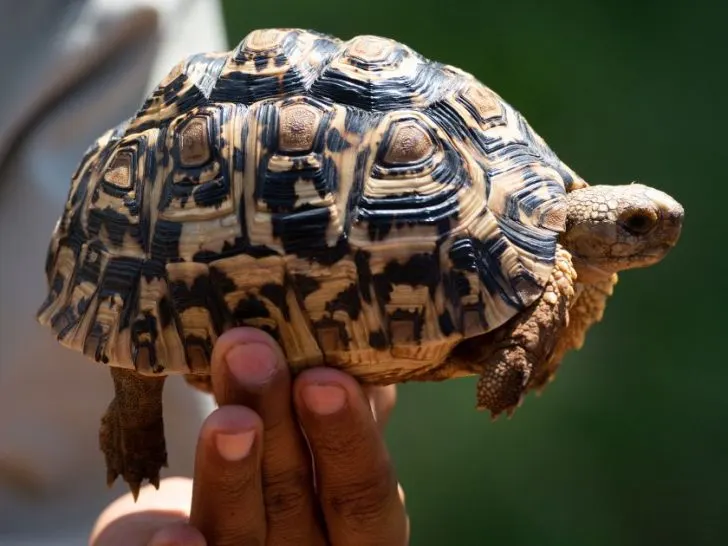 Leopard Tortoise Care