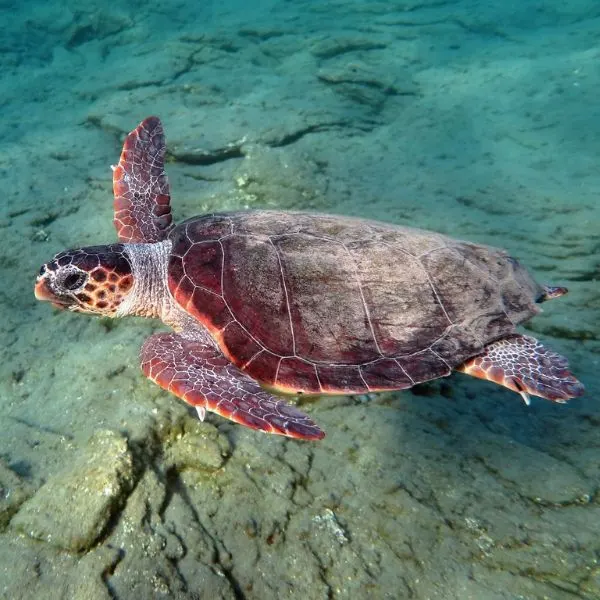 Loggerhead Sea Turtle (Caretta caretta) swimming underwater in Aegean, Greece 