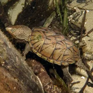 Loggerhead musk turtle swimming in tank (Sternotherus minor)