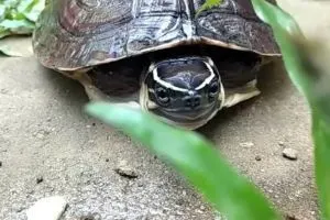 Malaysian Box Turtle