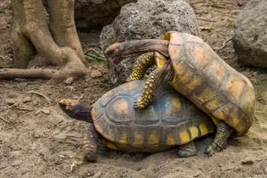 Male and female yellow foot tortoise mating