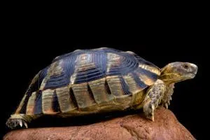 Marginated-Tortoise