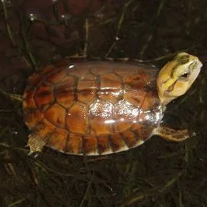 Mccords Box Turtle (Cuora mccordi)