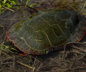 Midland Painted Turtle (Chrysemys picta marginata) found in Clark County, Missouri by Peter Palanus