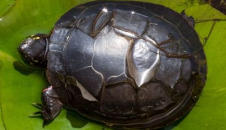 do box turtles shed their shells 2